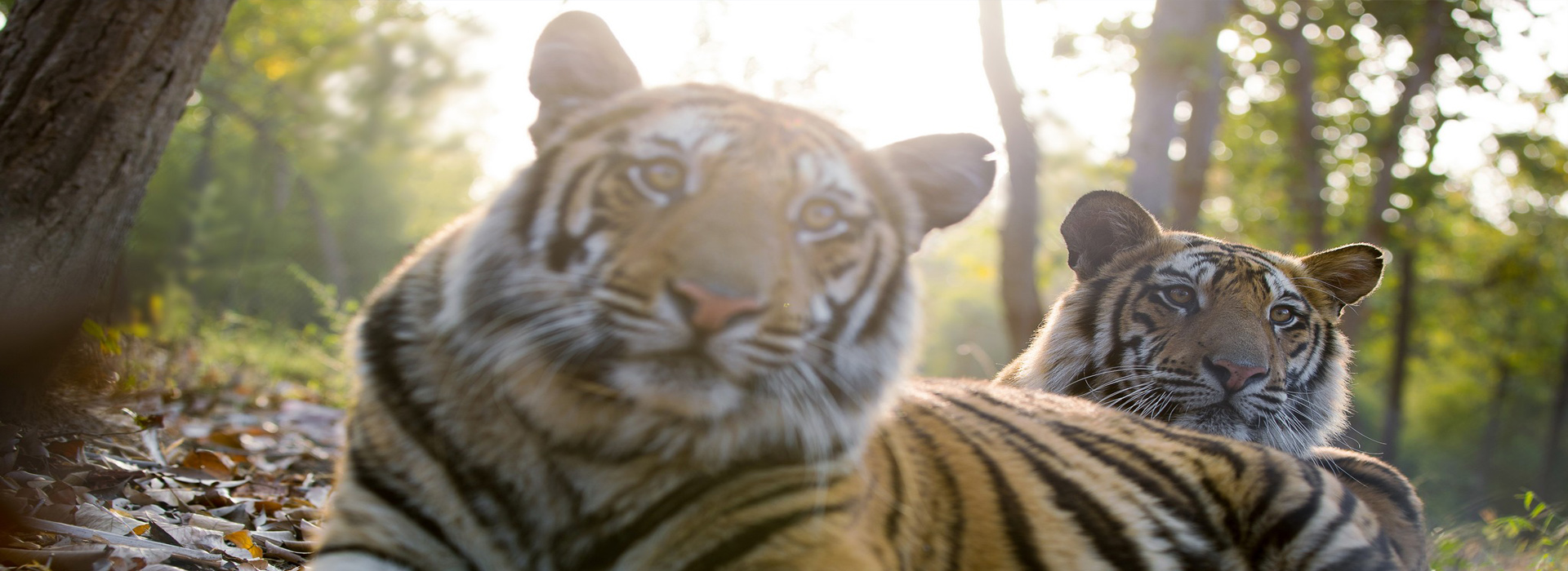bandhavgarh tiger safari